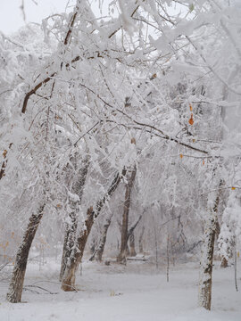 雪景