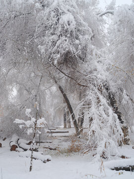 冬雪