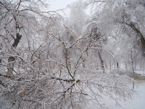 冬雪