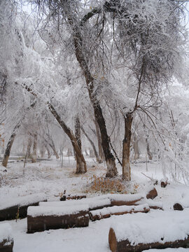 冬雪