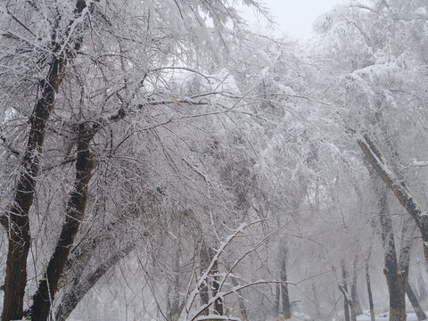 雪景