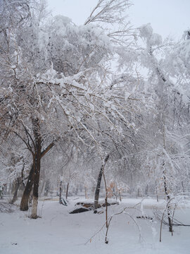 冬雪