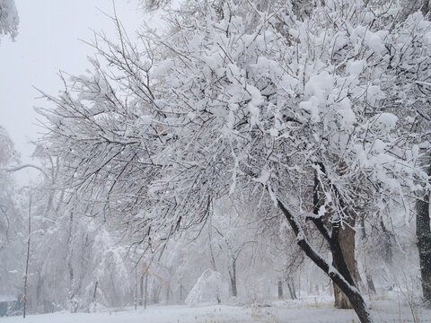 雪林