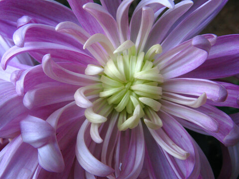粉紫色龙爪菊