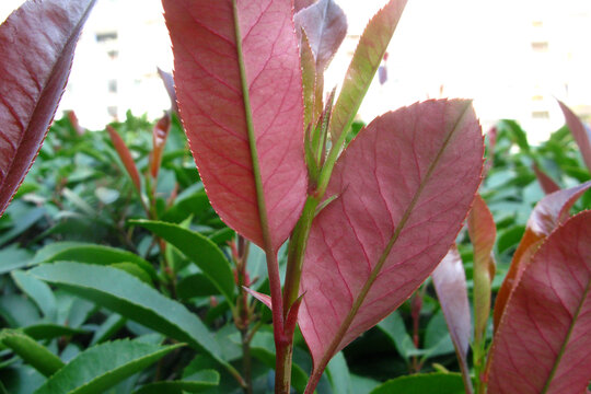 石楠树初冬萌发的红色叶芽