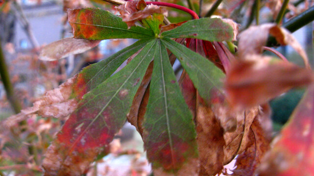 秋末的鸡爪槭树叶
