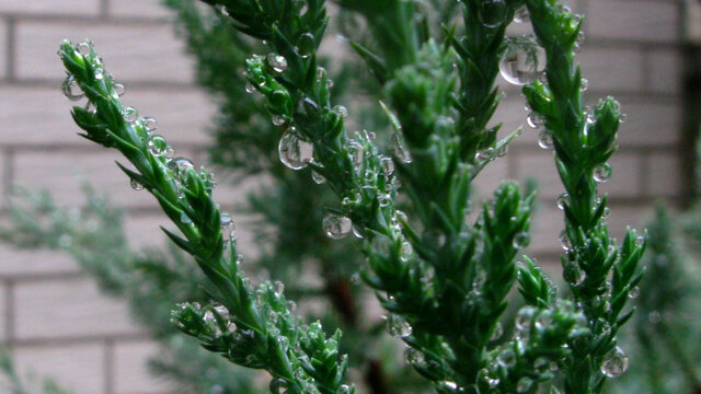 挂着雨珠的刺柏枝