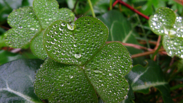 镶满雨珠的酢浆草近摄