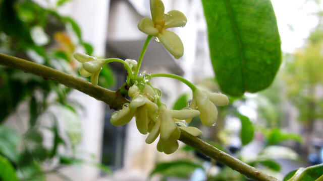 雨润桂花枝