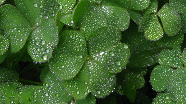 草青珠圆秋雨叶