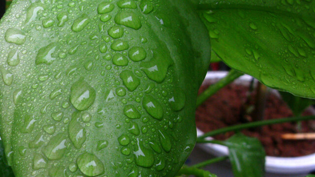 绿叶上的秋雨水珠