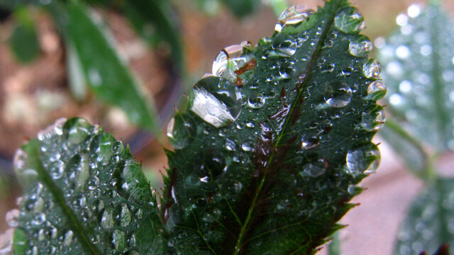 凝聚花叶上的雨珠