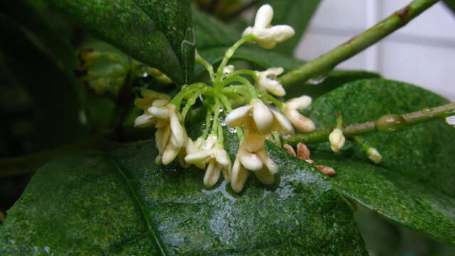 雨中桂花