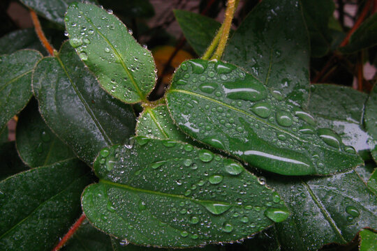 洒满雨珠的金银花叶