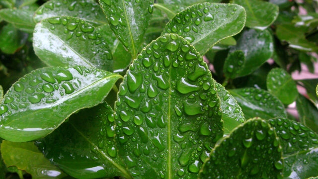 冬青卫矛上滚动的雨珠