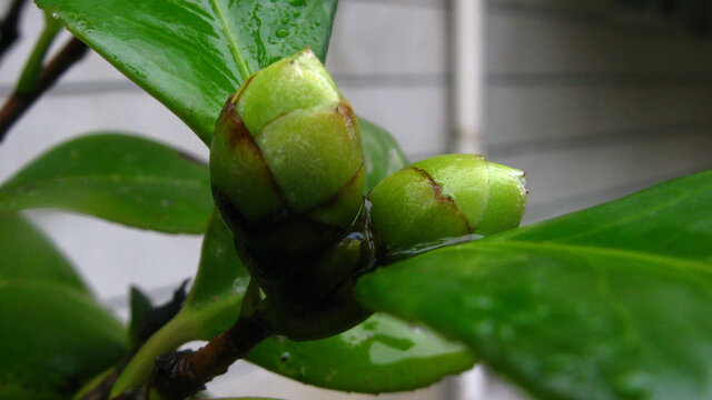 花枝顶端簇生的山茶花花蕾