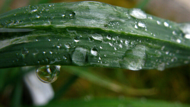 蒜叶上滚动的雨珠