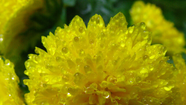 噙满雨珠的菊花瓣