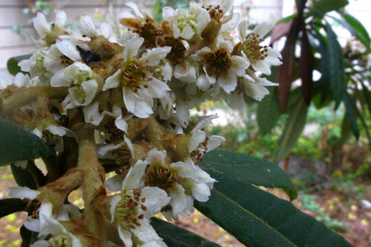 冬雨中的枇杷树花朵