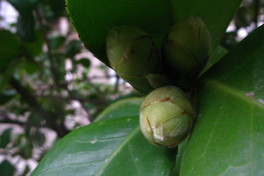 山茶花蕾