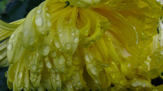 菊花瓣上雨珠微距摄影