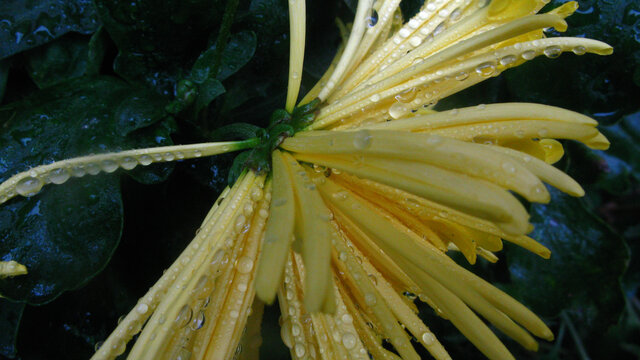 菊花瓣上成串雨珠