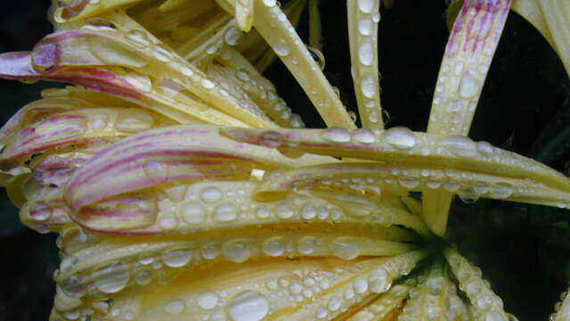 落在菊花上的雨珠