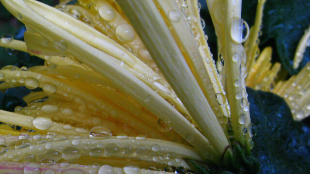 菊花瓣上雨珠微距摄影