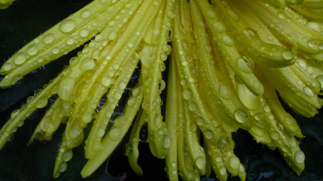 菊花丝丝沾雨珠