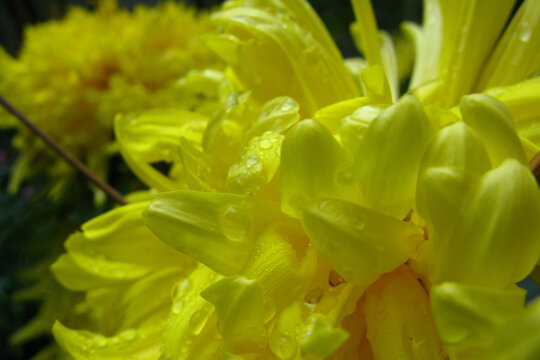 沾满雨珠的菊花花瓣