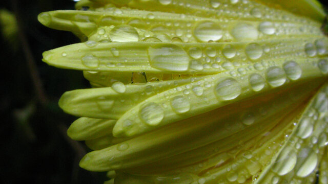 雨后的菊花花瓣