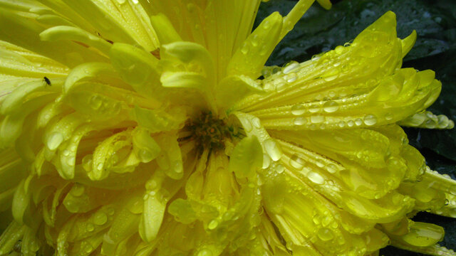 雨后菊花瓣