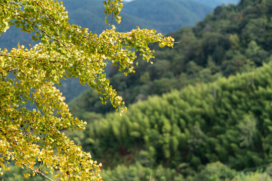 银杏树林