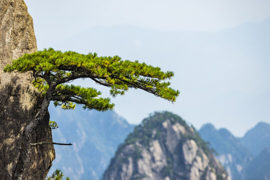 安徽黄山自然风景区的松树