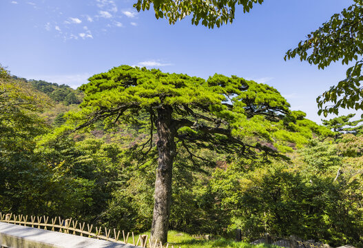 安徽黄山自然风景区的松树