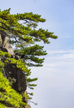 安徽黄山自然风景区的松树