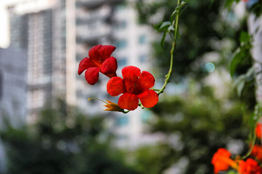 厚萼凌霄花