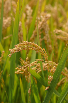 丰收水稻