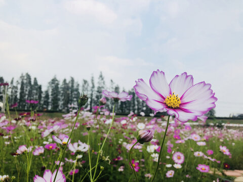 格桑花