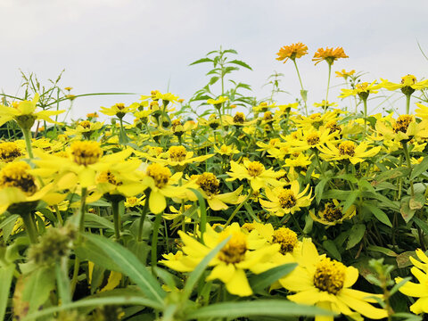 小菊花