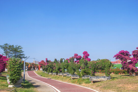 漳州三角梅园风景