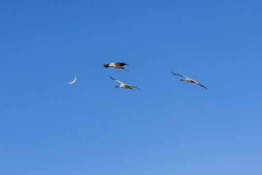 蓝天月亮黑颈鹤飞翔