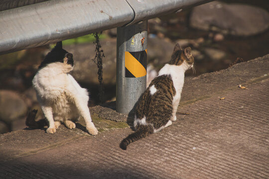 阳光下嬉戏的猫咪