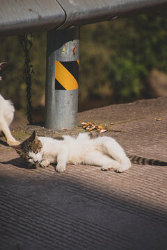 阳光下嬉戏的猫咪