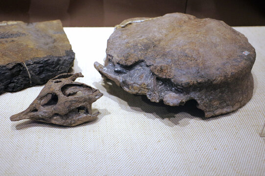 多板砾甲龟龙骨骼化石标本