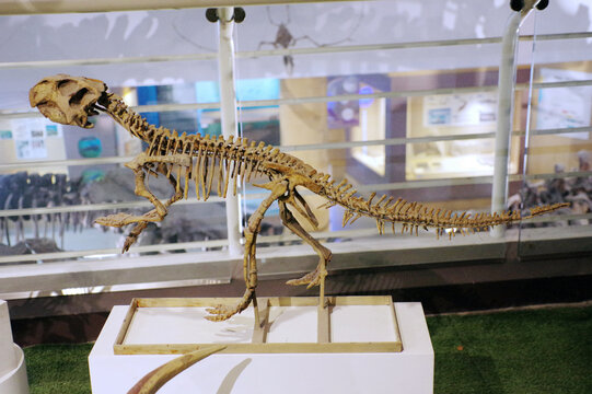 中国鹦鹉嘴龙骨骼化石标本