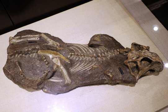 中国鹦鹉嘴龙骨骼化石标本