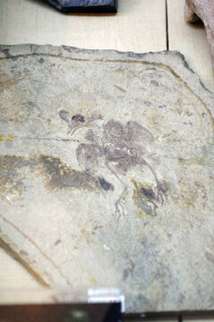 高冠红山鸟骨骼化石标本