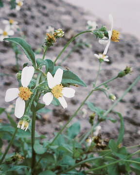 雏菊