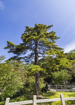 安徽黄山自然风景区的松树